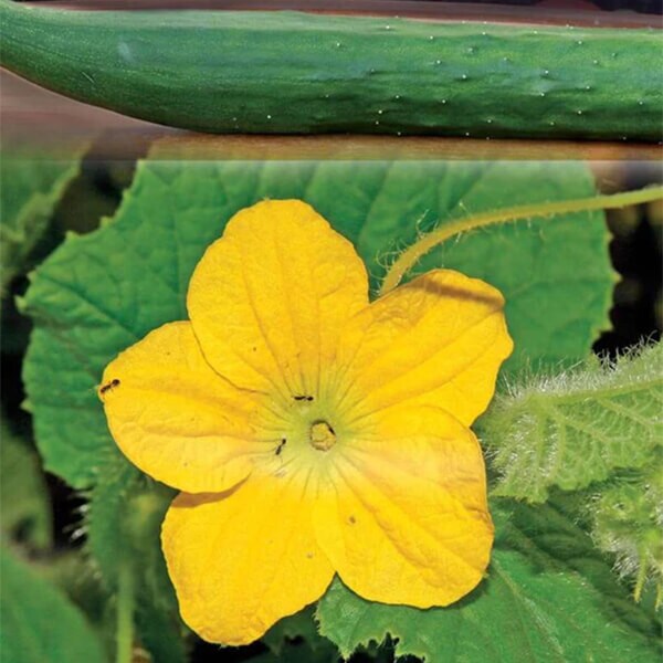 West Coast Seeds Cucumber Seeds